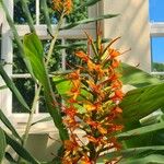 Hedychium coccineum Λουλούδι