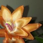 Schlumbergera truncata Flor
