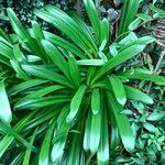 Agapanthus spp. Habit