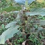 Solanum quitoense Fruit