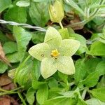 Chloropetalum denticulatum Õis