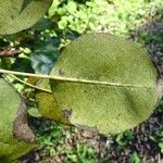 Pyrus cordata Folha