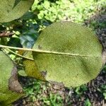 Pyrus cordata Blad