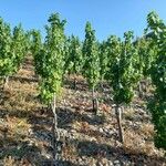 Vitis vinifera عادت داشتن