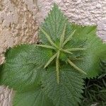 Urtica membranacea Листок