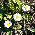 Bellis sylvestris Агульны выгляд