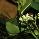Humiria balsamifera Flor