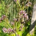 Verbena bonariensisപുഷ്പം