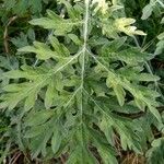 Parthenium hysterophorus Leaf