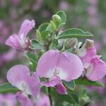 Podalyria calyptrata Flor