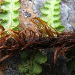 Athyrium wallichianum Habit