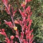 Hesperaloe parviflora Fiore