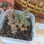 Sedum furfuraceum Лист