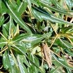 Xanthium spinosum Leaf