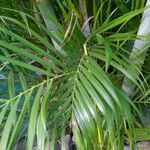 Dypsis lutescens List