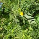 Vachellia aroma Flower