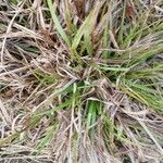 Carex pseudocyperus ഇല