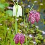 Fritillaria meleagris Kvet