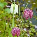 Fritillaria meleagris Floare