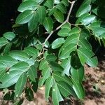 Copaifera langsdorffii Leaf