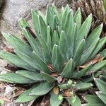 Agave victoriae-reginae Агульны выгляд