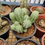 Euphorbia meloformis List