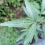 Searsia pendulina Leaf