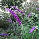 Salvia leucanthaŽiedas