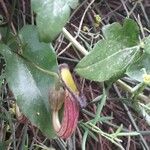 Aristolochia sempervirens ᱵᱟᱦᱟ