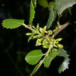 Rhamnus crocea Flower