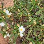 Cistus ladaniferফুল