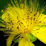 Hypericum calycinum Çiçek