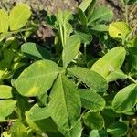 Arachis hypogaea Feuille