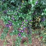 Rhaphithamnus spinosus Fruto