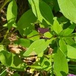 Clarkia rhomboidea Leaf