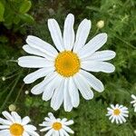 Tanacetum cinerariifolium Flor