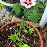 Hibiscus syriacusFlower