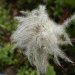 Clematis integrifolia Fruit