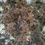 Juniperus occidentalis Листок