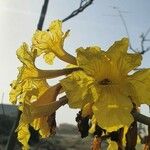 Handroanthus albus Flower