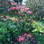 Rhododendron lanigerum Habitus