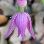 Cephalanthera rubra Flor