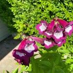 Penstemon hartwegii Fiore