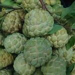 Annona squamosa Плод