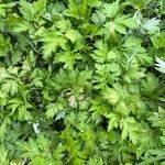 Artemisia princeps Листок