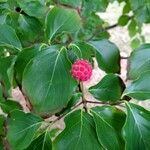 Cornus kousa Fruto