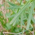 Euphorbia esula Feuille