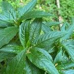 Mercurialis perennis Flower