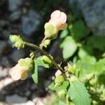 Scrophularia trifoliata Fula