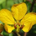 Senna occidentalis Цвят